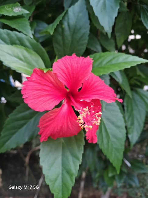 Galaxy M17 5G camera preview: OIS on a budget handset