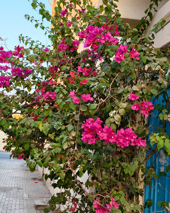 German fans discuss iQOO Neo 11’s new camera sensors and AI upgrades