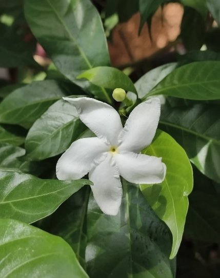 Infinix GT 30 Pro Camera photo 2