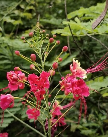 Infinix GT 30 Pro Camera photo 1