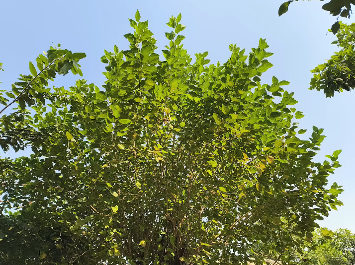 LAVA Agni 4 camera clarity compared side by side