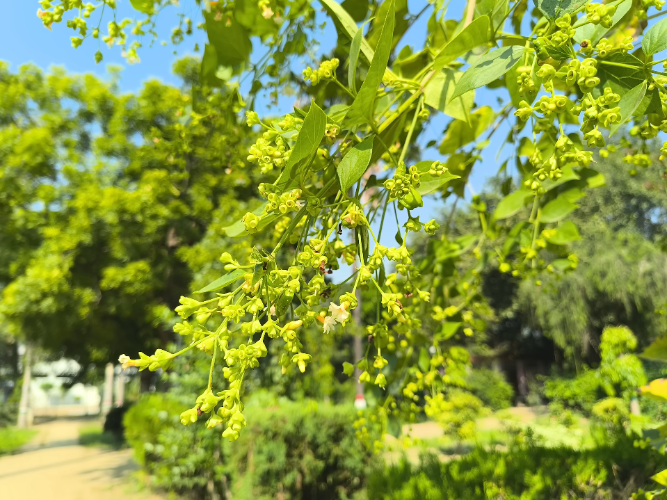 LAVA Agni 4 camera samples show impressive results