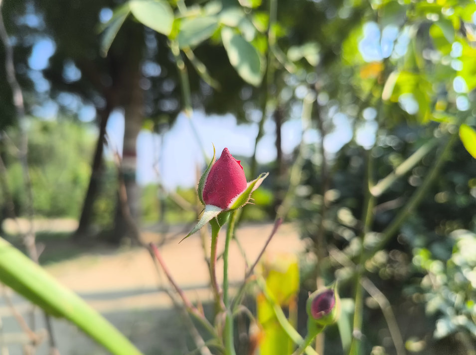 LAVA Agni 4 macro and ultra wide camera test