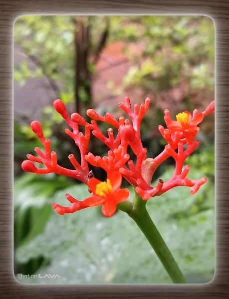 Lava Storm Play 5G Camera photo2