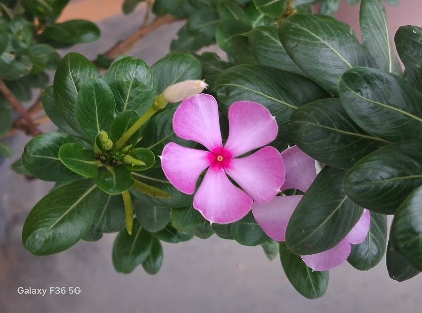 Galaxy F36 5G User photo quality