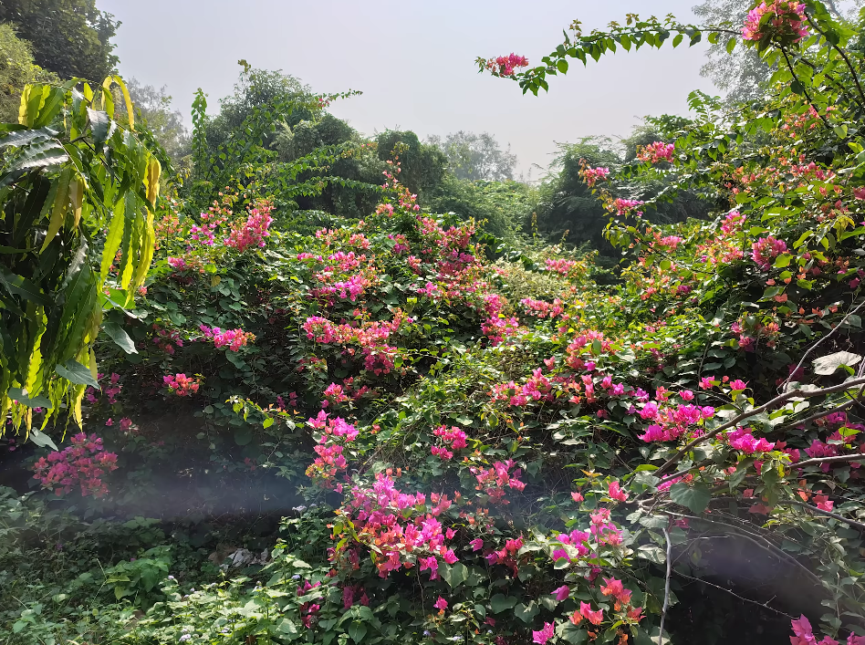 Moto G67 Power camera samples shared before release