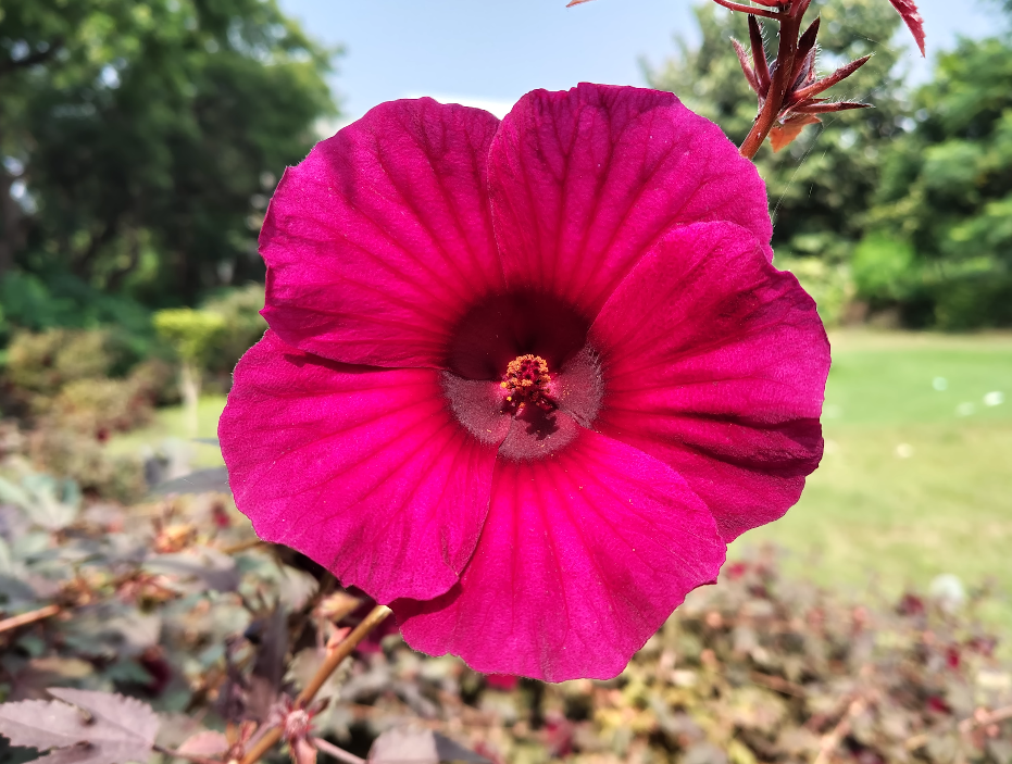 Moto G67 Power’s 50MP camera performs well in daylight