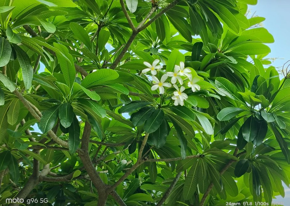 Moto G96 5G Camera photo 2