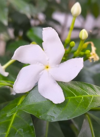 Motorola Edge 70 camera photo