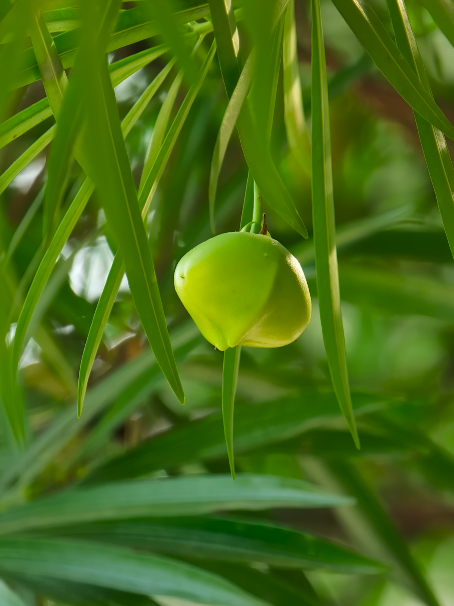 OPPO Find X9 Pro what to check when buying second-hand UK buyer guide