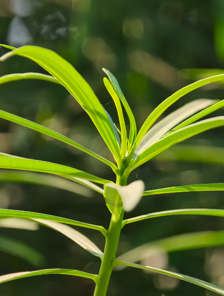 OPPO Find X9 Pro what to check when buying second-hand UK buyer guide