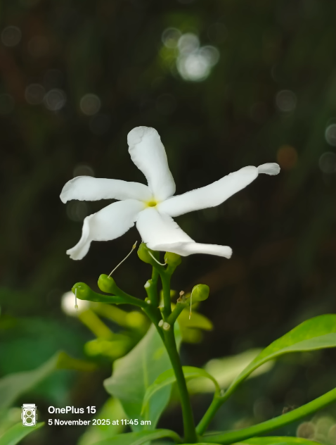 OnePlus 15 camera test triple 50MP lenses — real world results