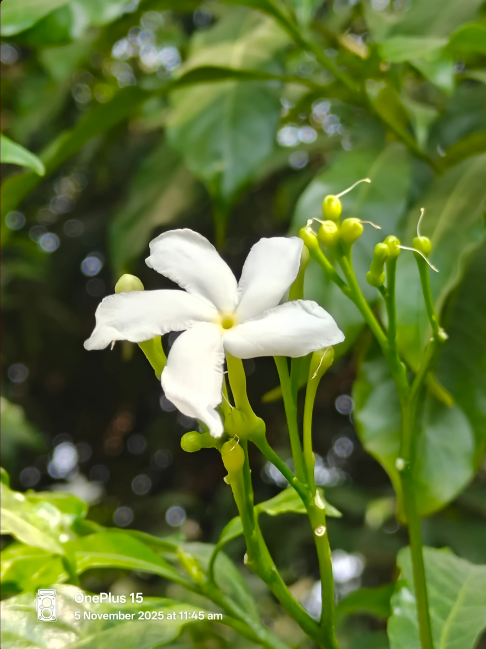 OnePlus 15 night photography how low-light shots turn out