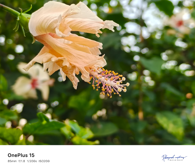 OnePlus 15 vs Xiaomi 14 Ultra — low-light photography comparison