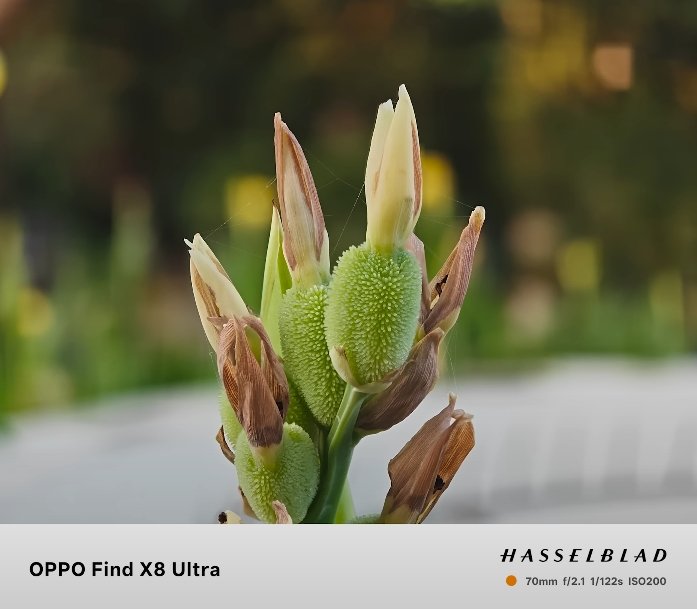 Oppo Find X8 Ultra vs Galaxy S24 Ultra zoom comparison