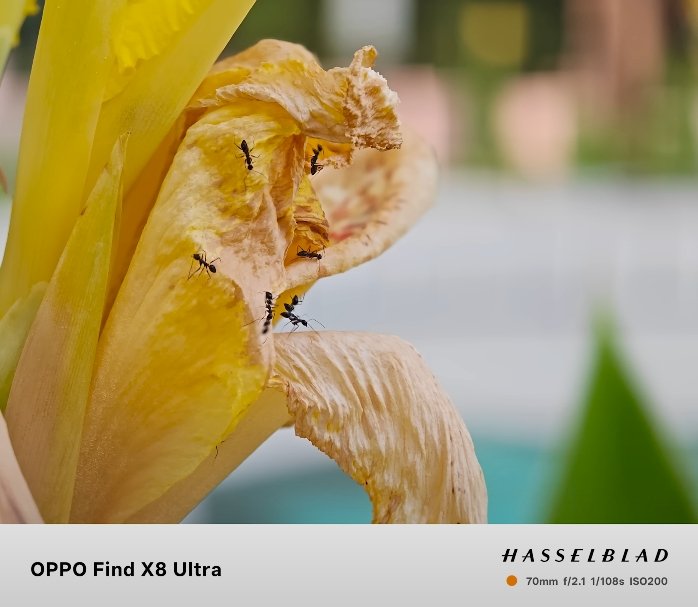 Oppo Find X8 Ultra vs Galaxy Z Fold 6 camera quality