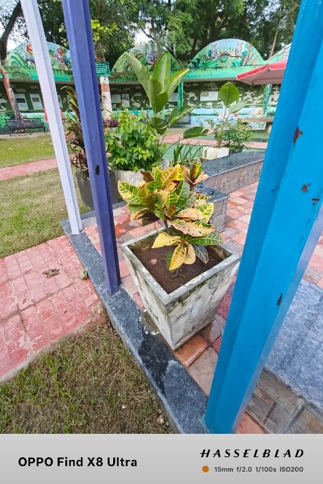 Oppo Find X8 Ultra vs Pixel 8 Pro daylight photography