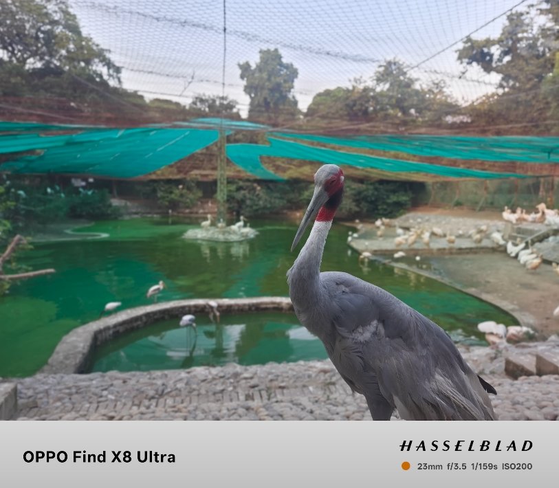 Oppo Find X8 Ultra vs Pixel 8 Pro performance test