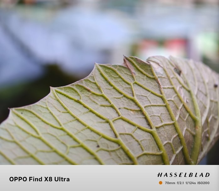 Oppo Find X8 Ultra vs Vivo X300 Pro camera results