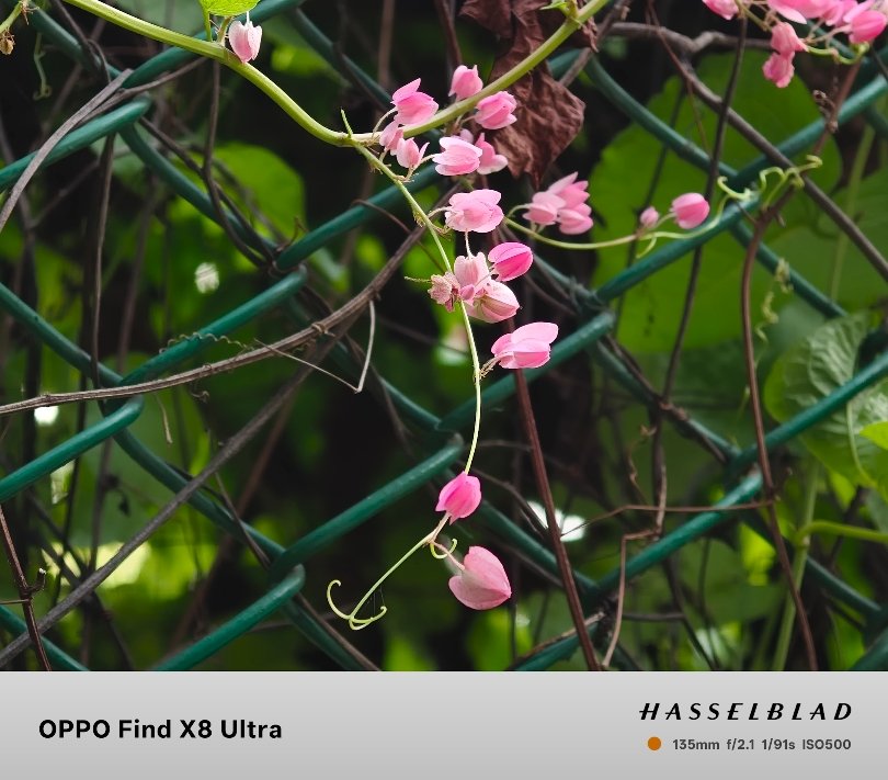 Oppo Find X8 Ultra vs Xiaomi 14 Pro display comparison