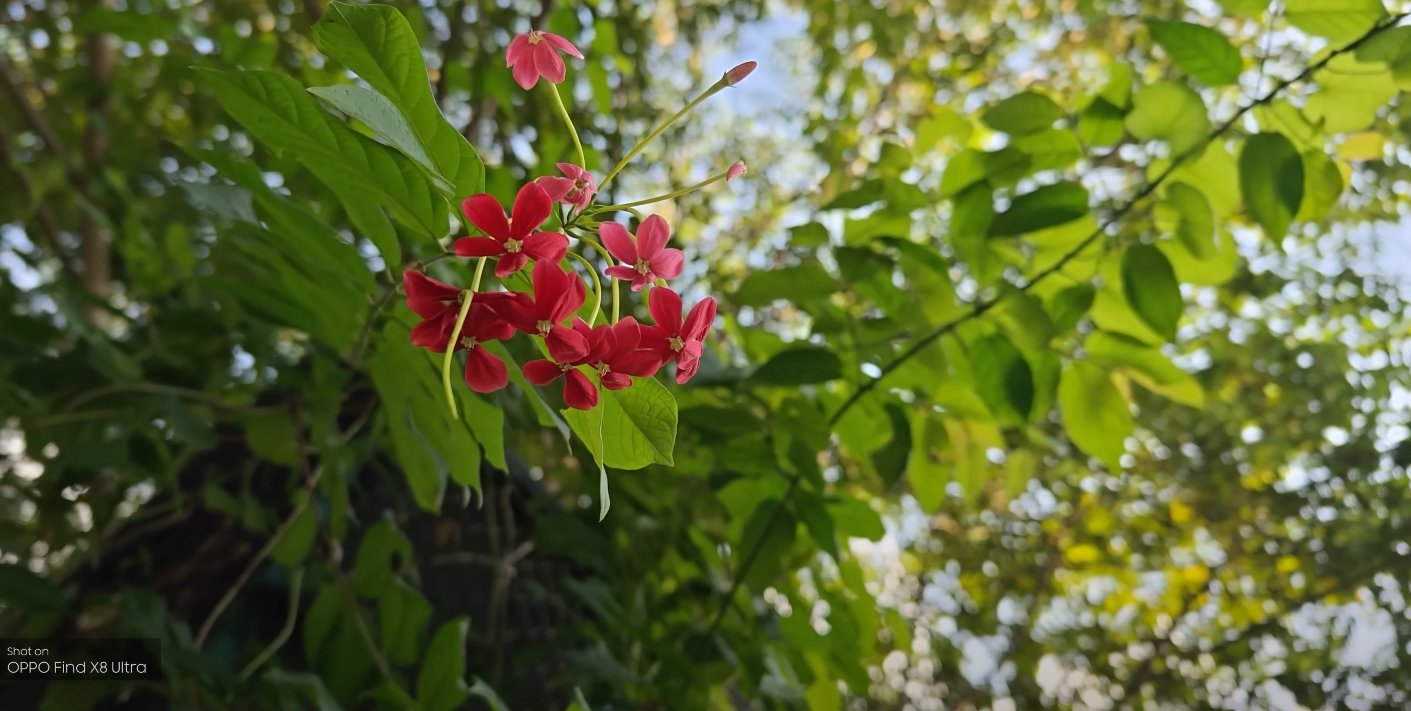 Oppo Find X8 Ultra vs Xiaomi 14 Ultra zoom test results