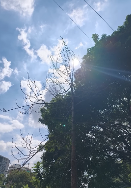 Oppo Find X9 Pro review expectations: U.S. reviewers bet on exceptional low-light photography