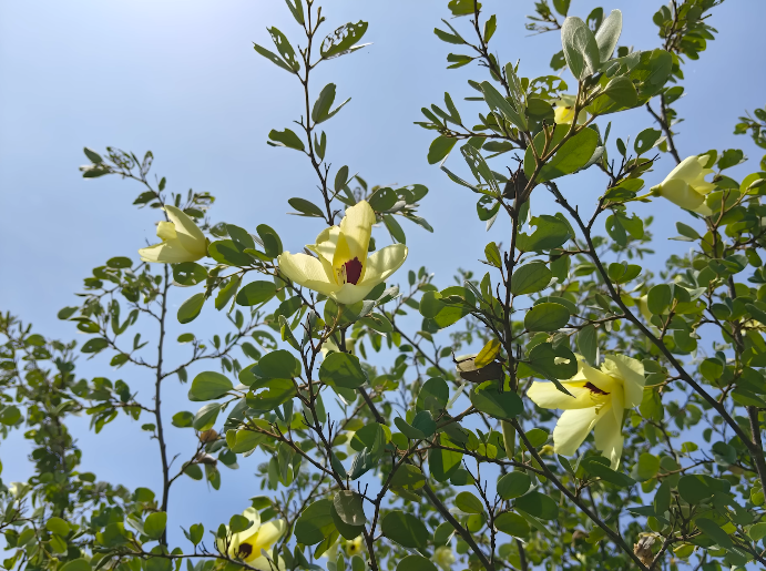 Oppo K15 Turbo Pro may hit stores around June benefiting UK consumers