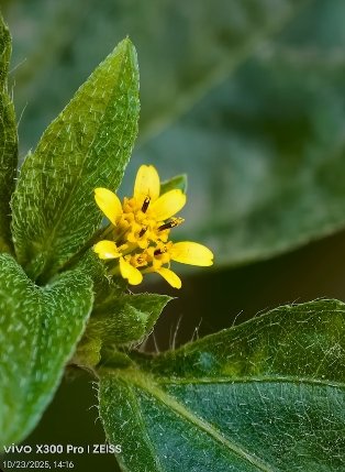 Vivo X300 Pro selfie camera compared to Pixel 9 Pro