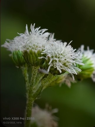 Vivo X300 Pro vs Oppo Find X8 Pro camera shootout
