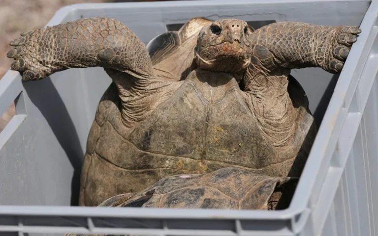 A group of tortoises roaming freely on the Galapagos Islands, surrounded by lush green vegetation and vibrant flowers, showcasing the incredible beauty of the islands and the importance of conservation efforts in preserving the natural habitat of these incredible creatures