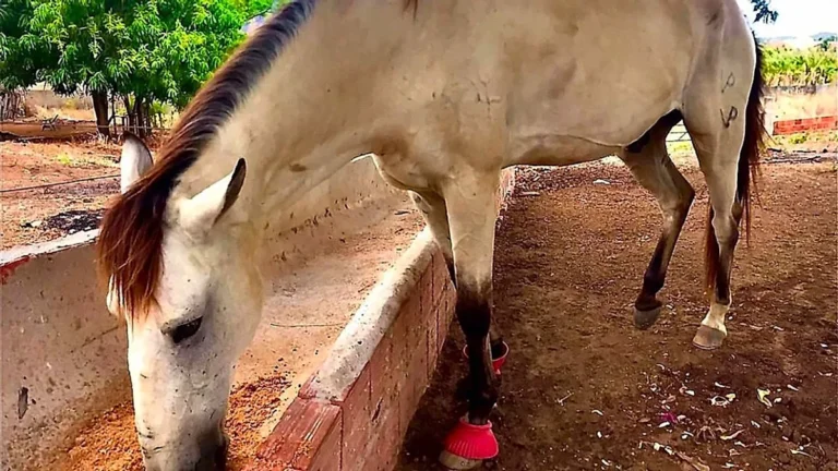 A photo of a loyal horse in a green meadow, with a descriptive caption that highlights the horse's remarkable journey and its reunion with its former owner, showcasing the deep bond between humans and animals, with the primary keyword 'loyal horse' included naturally