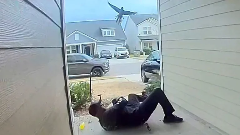 A descriptive image of an angry bird in mid-air, showcasing its aggressive behaviour as it ambushes a Florida man at his front door, a scene that captures the fascinating colour and behaviour of UK wildlife