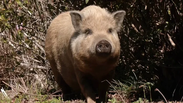 A 100-pound pig stands in the backyard of an Alabama home, refusing to leave, highlighting the importance of animal welfare and responsible pet ownership in the UK, with a focus on providing a safe environment for such creatures
