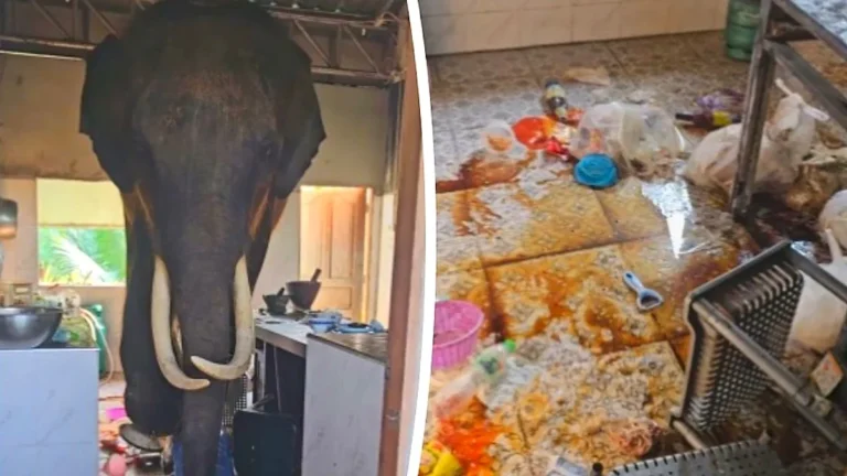 A giant elephant stands in a Thai family's kitchen, surrounded by utensils and appliances, as the family looks on in shock and amazement, highlighting the unexpected nature of the encounter and the primary keyword of giant elephant