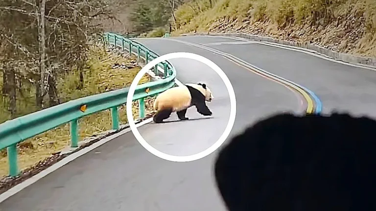 A wild giant panda walks across a mountain road in China, showcasing its distinctive black and white colour markings and gentle behaviour, highlighting the importance of panda conservation in China's mountainous regions