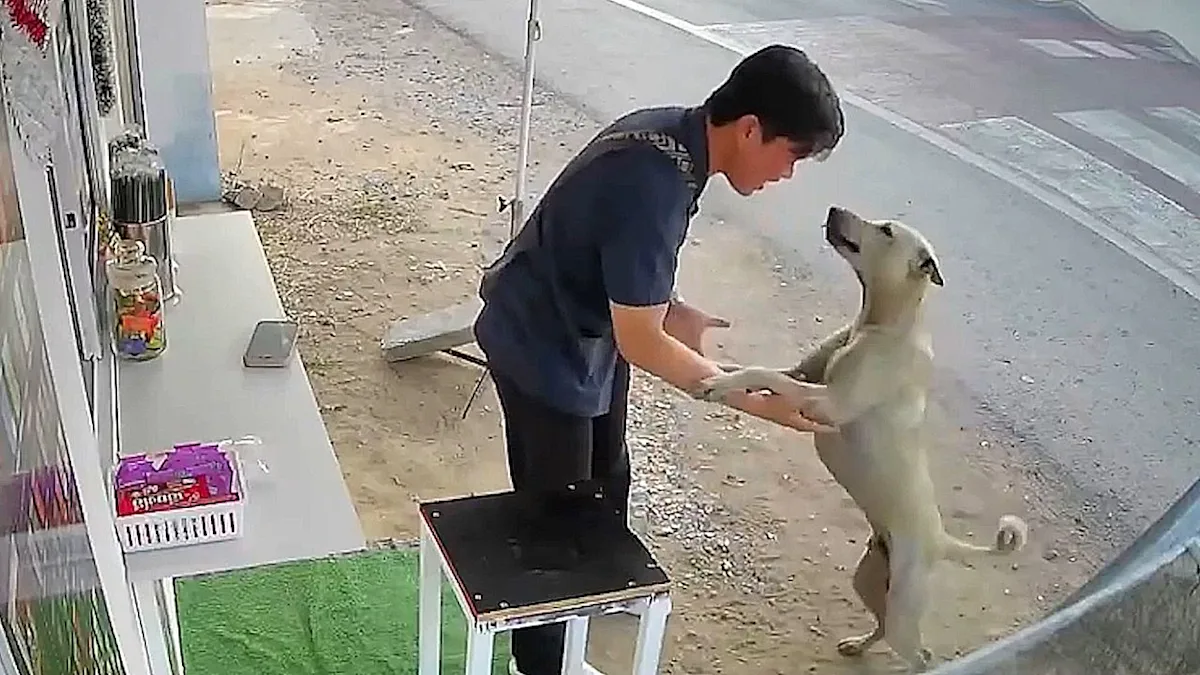 A heartbroken dog owner being reunited with his lost dog in a Thailand shop, a miraculous reunion that showcases the joy and love of being reunited with a beloved pet