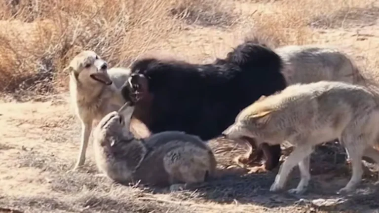 A dramatic and intense confrontation between a group of wolves and a lone mastiff, showcasing the intricate relationships between wild canines in their natural habitat, with the wolves' sleek coats and agile movements contrasting with the mastiff's imposing size and powerful build
