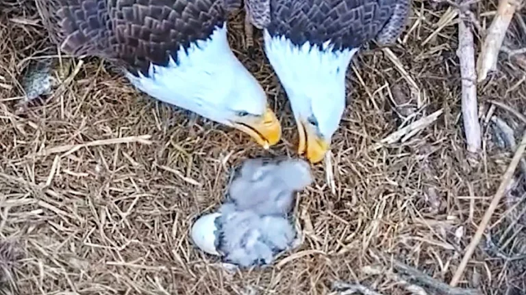 A bald eagle parent feeding its chick as its sibling hatches from an egg, showcasing the eagles' remarkable behaviour and dedication to their young in their natural habitat