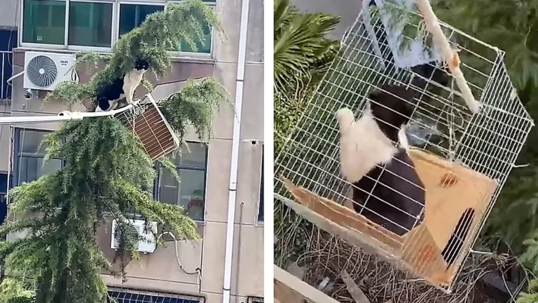 A family stands together, smiling and holding their rescued cat, with a tree in the background, the primary keyword 'cat rescue' is evident in this heartwarming scene, as the family's love and dedication to their pet are clear, the colour of joy is palpable in this moment