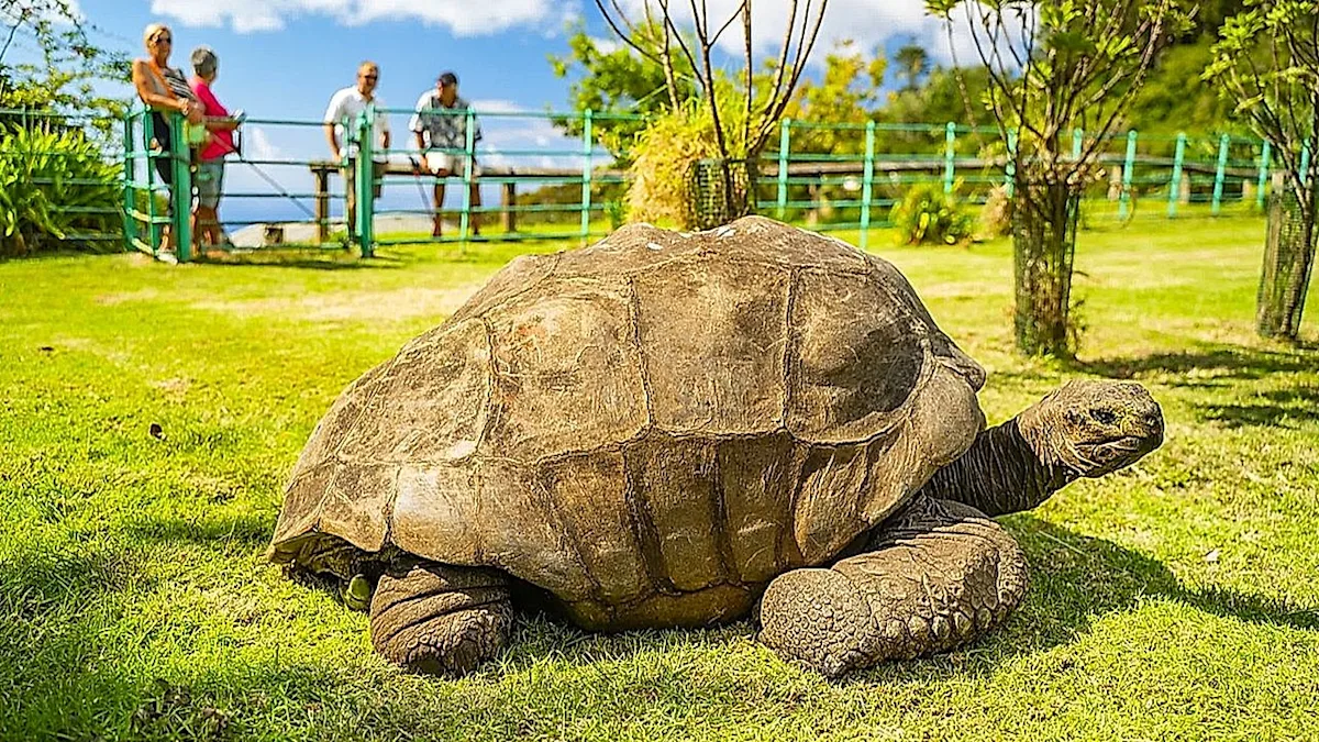 The world's oldest tortoise, a symbol of longevity and wisdom, has been exploited in a crypto scam, with false reports of its death being used to lure people into investing in a fake cryptocurrency, emphasizing the need for caution and vigilance in the crypto market