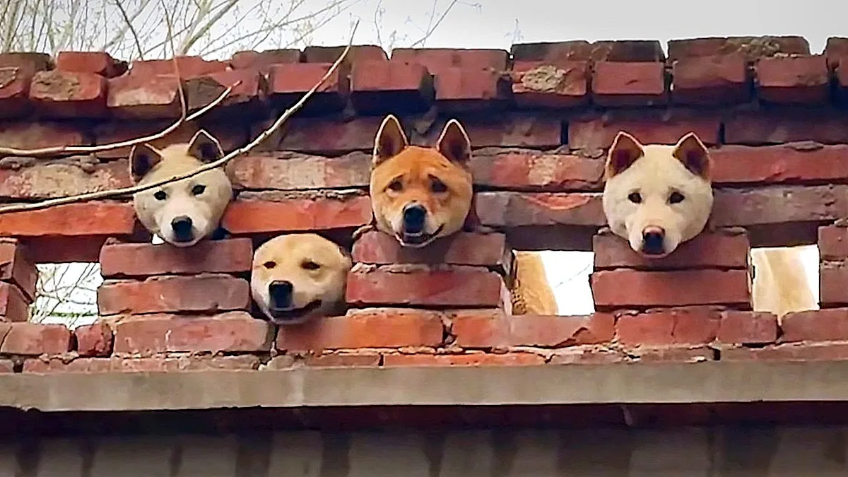 A group of dogs with their heads poking through a wall, looking excited and curious, with their tails wagging and their ears perked up, in a scene that looks like it's straight out of a movie, with a primary keyword of dog behaviour