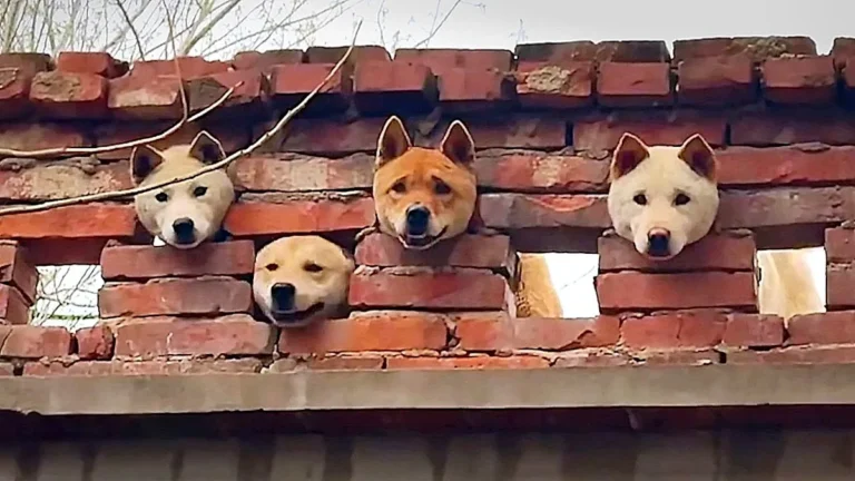 A group of curious dogs with their heads stuck through a wall, showcasing their natural instinct to explore and understand their surroundings, with a primary focus on canine behaviour