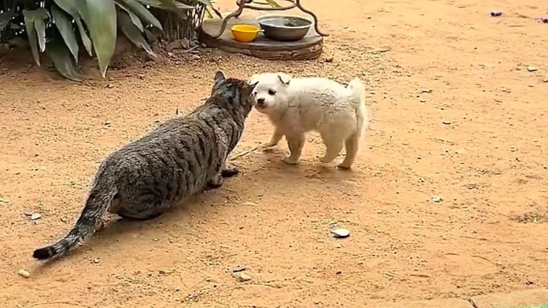A cat stalking its prey, with a dog intervening in the background, showcasing the primary keyword of canine intervention in a natural and descriptive way, highlighting the cat's stealthy hunting plan and the dog's surprising intervention