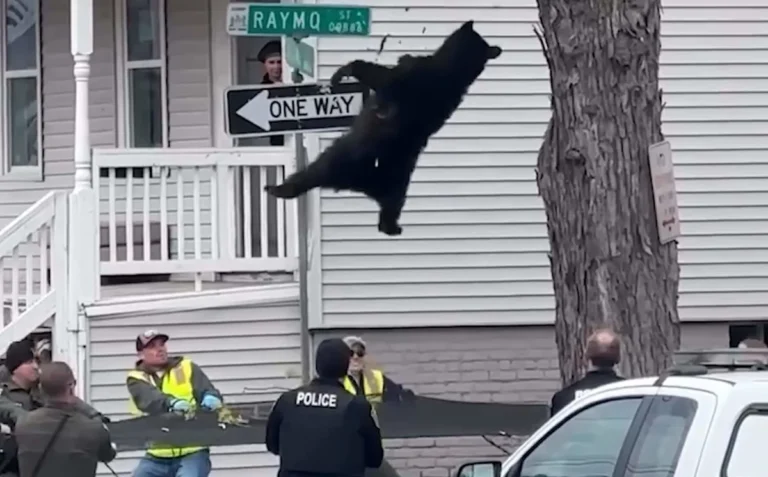 A bear perched high up in a tree, surrounded by wildlife experts and emergency responders, during a dramatic rescue operation, with a focus on bear rescue and wildlife management