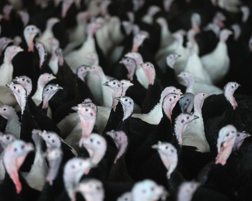 UK supermarkets import european turkeys