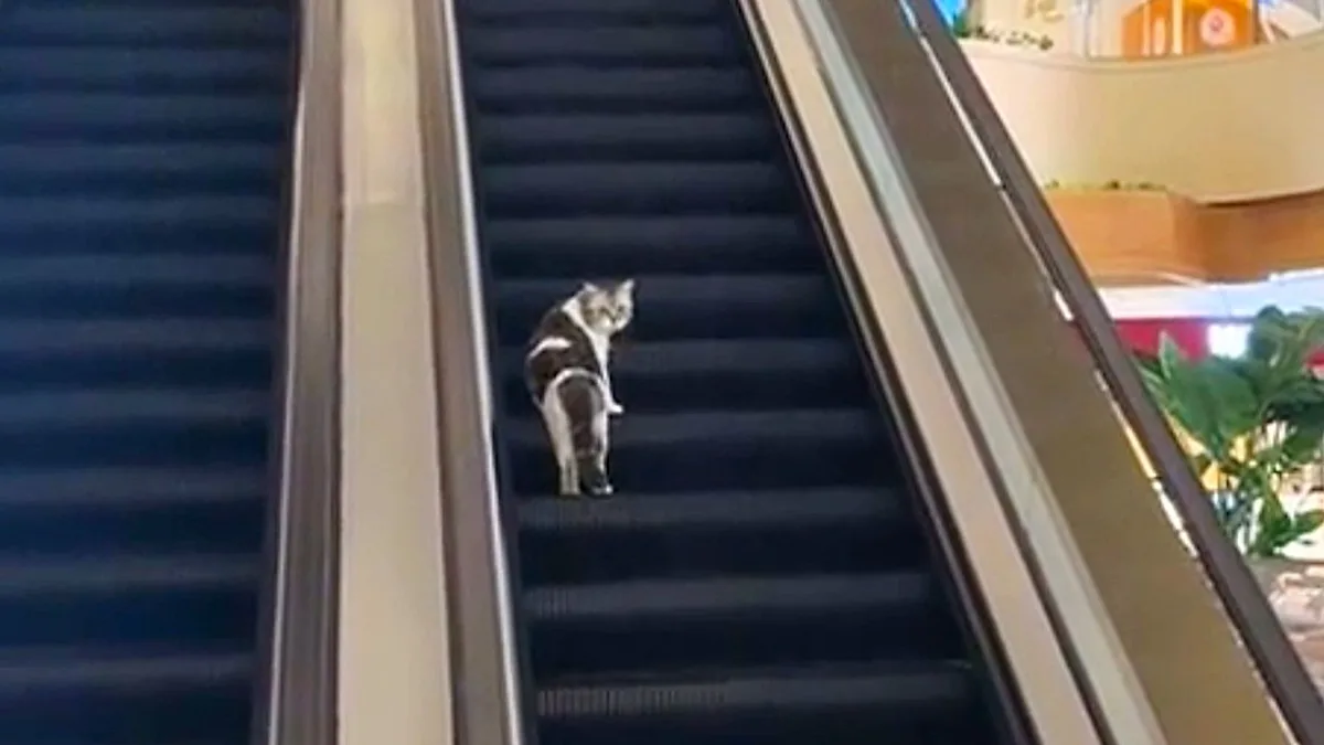 A curious cat stands on an escalator in a Shanghai shopping centre, its fur a vibrant colour as it confidently navigates the unfamiliar terrain, demonstrating its remarkable ability to analyse and overcome challenging situations