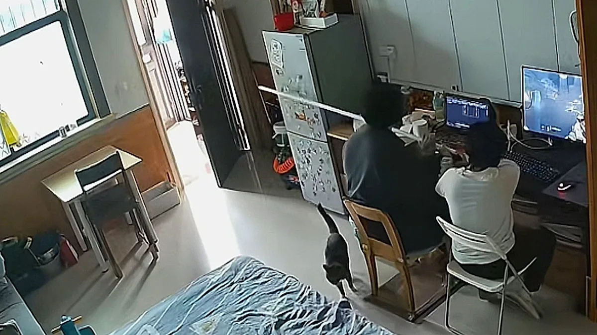A grey and white cat sitting on a windowsill, looking out at the neighbourhood with a fierce expression, its fur fluffed up in defence, amidst the backdrop of a typical UK neighbourhood with brick houses and green trees, sparking a clever indoor standoff after neighbourhood complaints about its behaviour