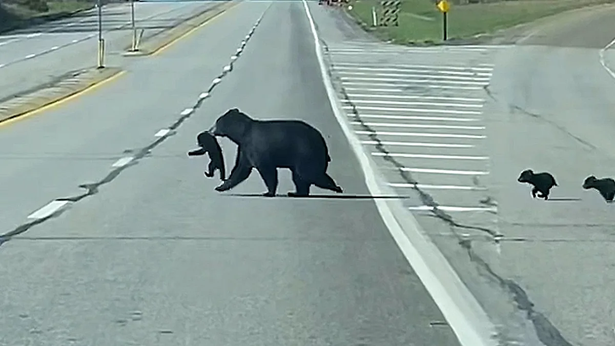 Mother bear carrying cub across Pennsylvania road, with three siblings following closely, showcasing her dedication to their safety and well-being in their natural habitat