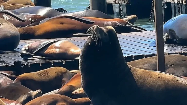 A large Steller sea lion, known as Chonkers, swims in the waters of San Francisco's Pier 39, his brown colour glistening in the sunlight as he interacts with the crowd, showcasing his natural behaviour and unique personality, with the famous pier in the background