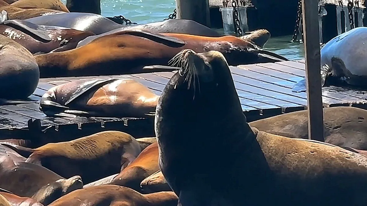 A large Steller sea lion, known as Chonkers, swims in the waters of San Francisco's Pier 39, his brown colour glistening in the sunlight as he interacts with the crowd, showcasing his natural behaviour and unique personality, with the famous pier in the background